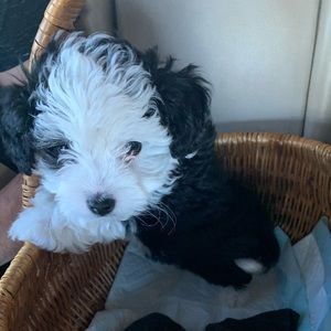 Meet your Posher, Sujey